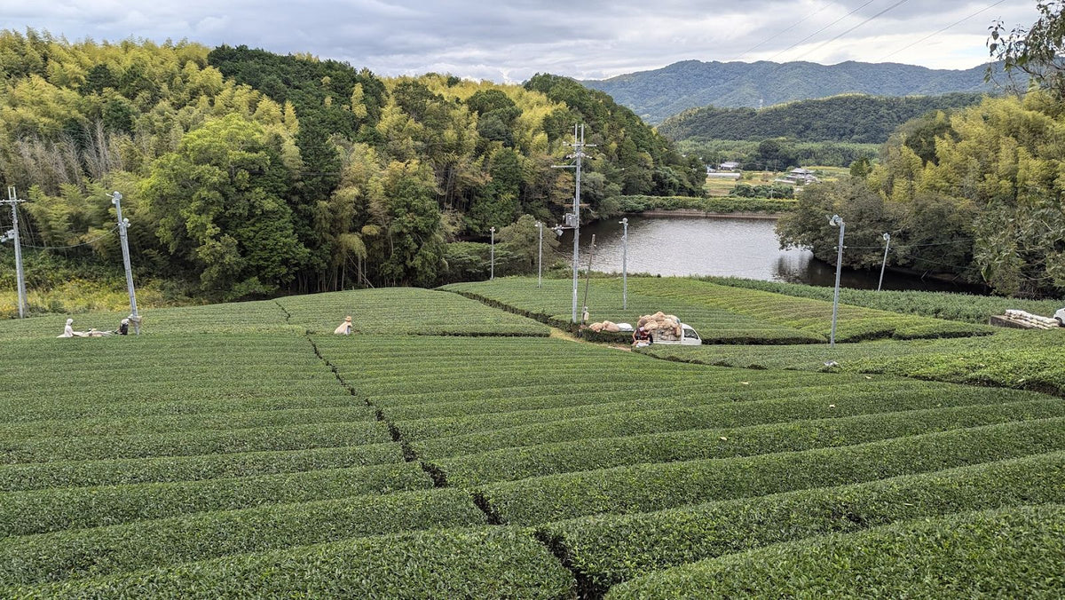 Shade-grown tea rows at the Morii family farm in Kizugawa, Kyoto